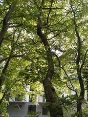 Acer