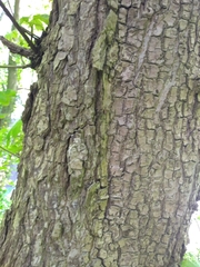 Acer