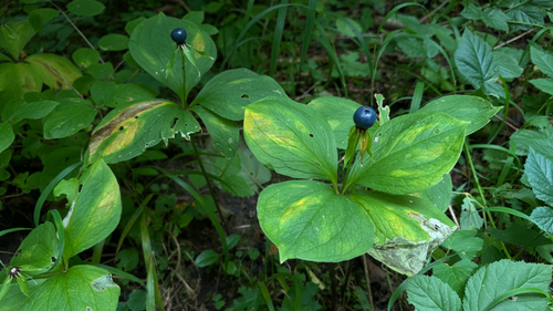 Herb Paris