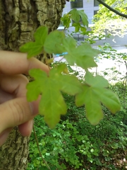 Acer