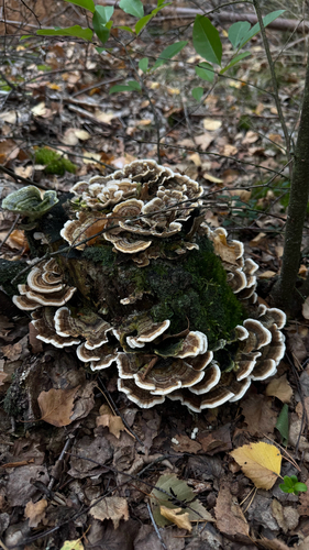 turkey-tail