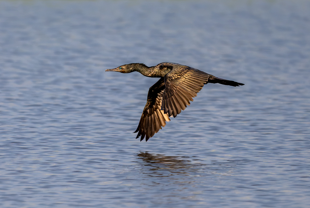 Indian cormorant flying low over water with brown wings spread