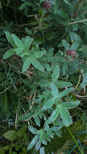 Zigzag Clover