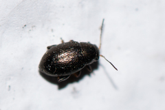 Chaetocnema hortensis