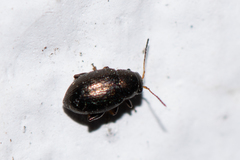 Chaetocnema hortensis
