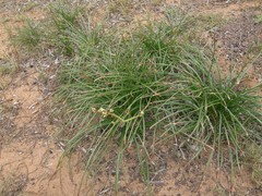 Trachyandra divaricata