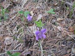 Viola dactyloides