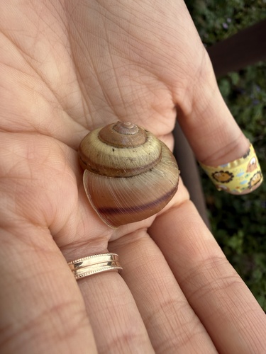 Karaftohelix kurodana