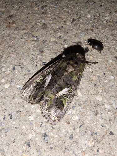 Orache Moth