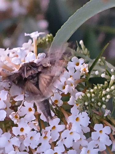 Silver Υ