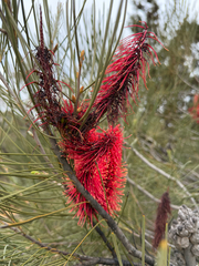 Hakea bucculenta, photograph (c) smathichong, some rights reserved (CC BY)