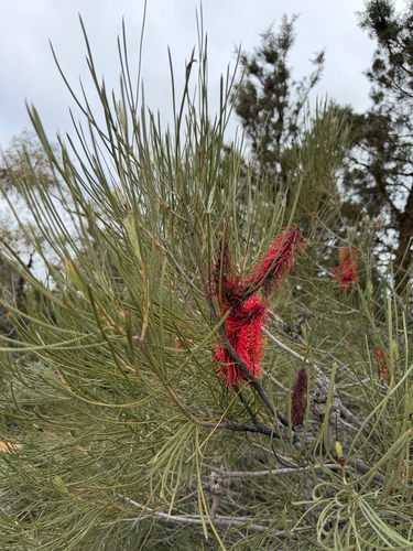 Hakea bucculenta, photograph 4