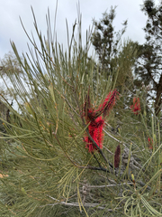 Hakea bucculenta, photograph (c) smathichong, some rights reserved (CC BY)