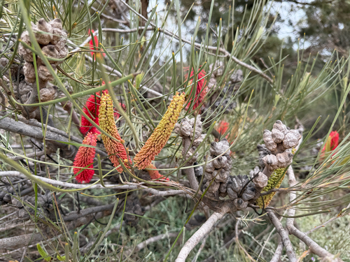Hakea bucculenta, photograph 5
