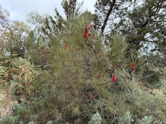 Hakea bucculenta, photograph (c) smathichong, some rights reserved (CC BY)