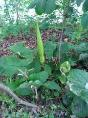 Arum