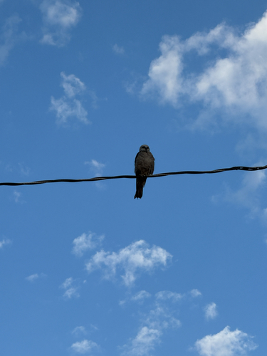 Mississippi Kite