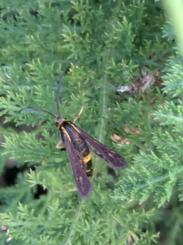 Boneset Borer Moth photo 3