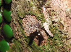 Nosphistica bisinuata