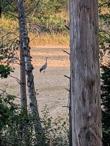 Common Crane