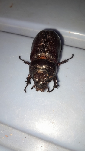 Coconut Rhinoceros Beetle