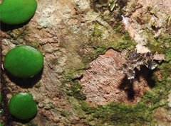 Nosphistica bisinuata