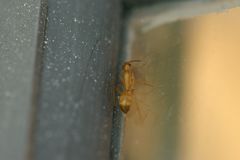 Camponotus festinatus