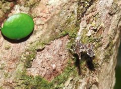 Nosphistica bisinuata