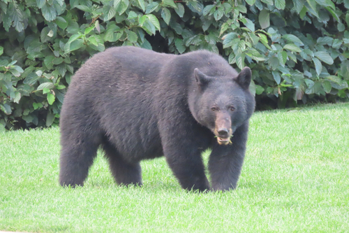 Black Bear sighting near Alta Lake Rd