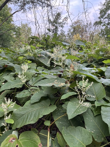 Reynoutria sachalinensis, photograph 4