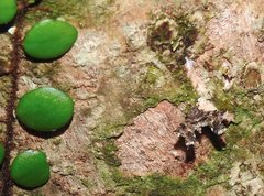 Nosphistica bisinuata