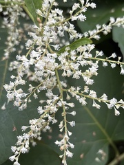Reynoutria sachalinensis, photograph (c) Mason Heberling, some rights reserved (CC BY)
