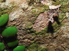 Nosphistica bisinuata