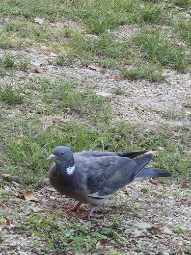 Common Wood-Pigeon