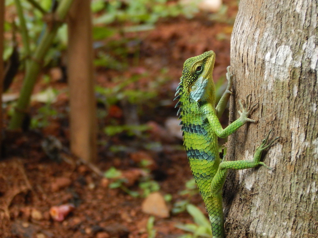 Large-Scaled Forest Lizard