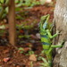 Large Scaled Forest Lizard - Photo (c) Melvin Jaison, some rights reserved (CC BY-NC), uploaded by Melvin Jaison
