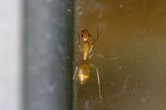 Camponotus festinatus