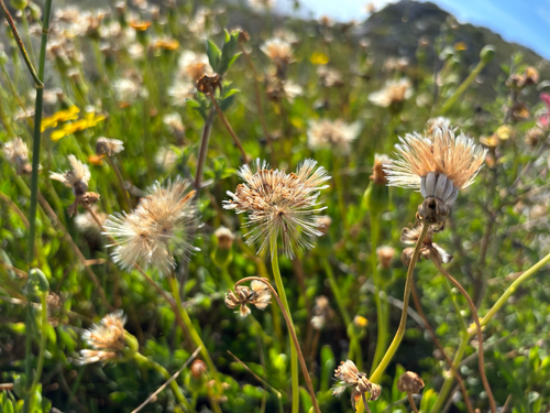 Othonna coronopifolia