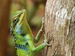 Calotes grandisquamis