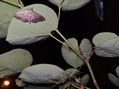Box Tree Moth