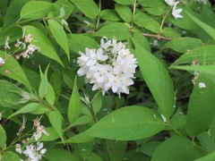 Deutzia gracilis