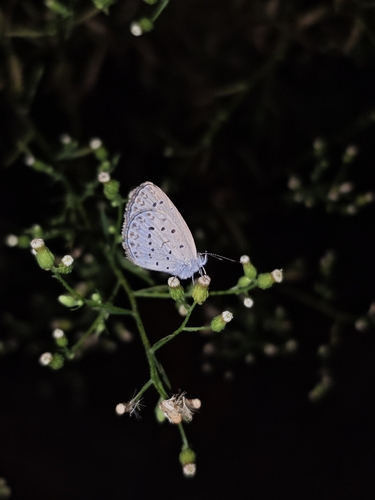 Pale Grass Blue