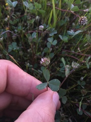Trifolium microdon
