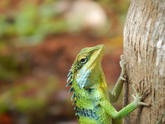 Calotes grandisquamis