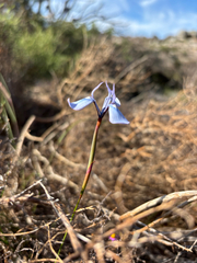 Moraea tripetala, photograph (c) Caroline Voget, some rights reserved (CC BY)