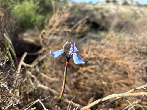 Moraea tripetala, photograph 3
