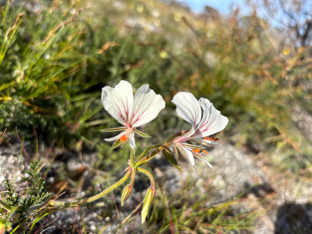 Pelargonium suburbanum; photograph (c) Caroline Voget, some rights reserved (CC BY)