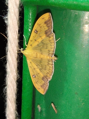 Botyodes diniasalis