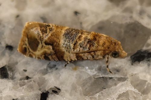 Lobesia aeolopa