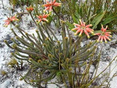 Erica massonii